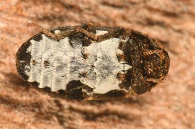 <i>Dermestes undulatus</i>