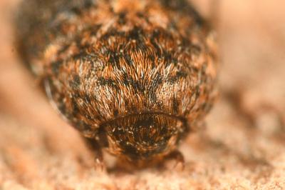 <i>Dermestes undulatus</i>