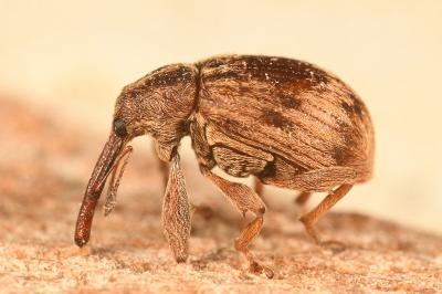 <i>Anthonomus rectirostris</i>