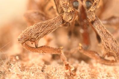 <i>Anthonomus rectirostris</i>
