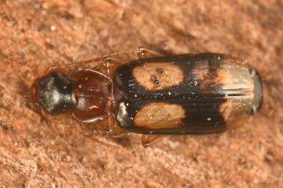 <i>Dromius quadrimaculatus</i>