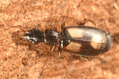 <i>Calodromius spilotus</i>