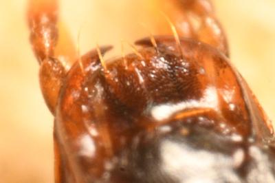 <i>Calodromius spilotus</i>