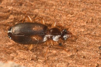 <i>Dromius meridionalis</i>