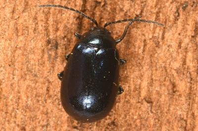 <i>Agelastica alni</i>