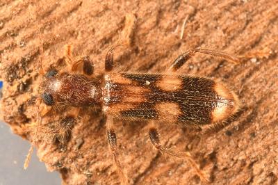 <i>Opilo mollis</i>