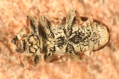 <i>Tychius cuprifer</i>