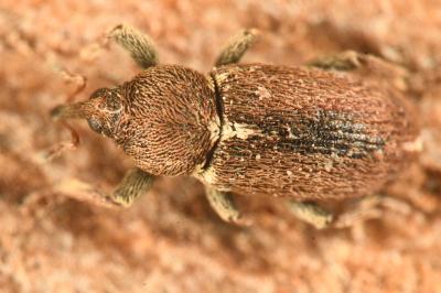 <i>Tychius cuprifer</i>