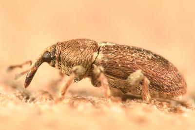 <i>Tychius cuprifer</i>