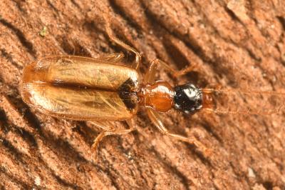 <i>Demetrias atricapillus</i>