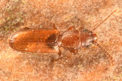 <i>Cryptolestes duplicatus</i>