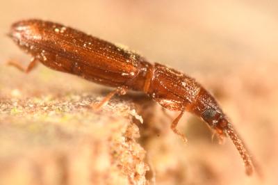 <i>Cryptolestes duplicatus</i>
