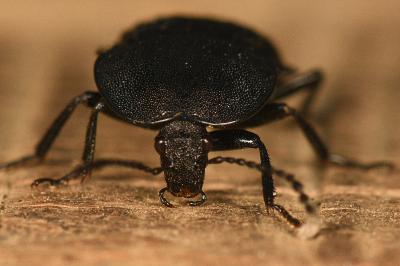 <i>Phosphuga atrata</i>