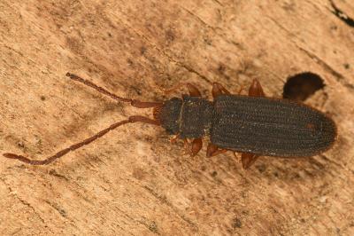 <i>Uleiota planatus</i>
