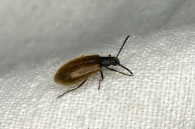 <i>Lagria</i>