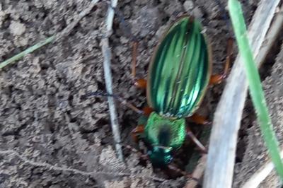 <i>Carabus auratus</i>