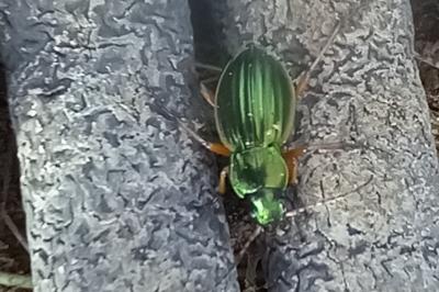 <i>Carabus auratus</i>