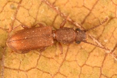 <i>Silvanus bidentatus</i>
