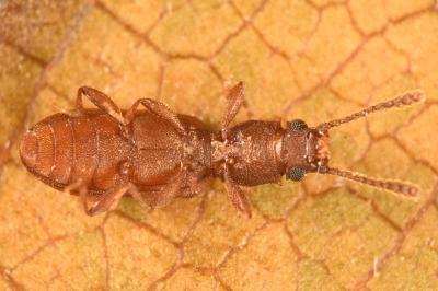 <i>Silvanus bidentatus</i>