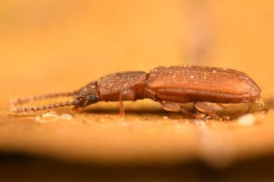 <i>Silvanus bidentatus</i>