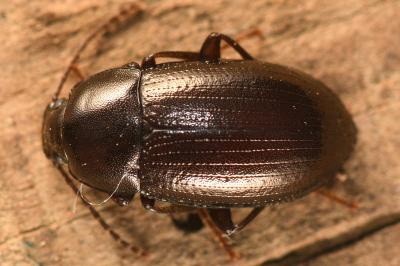 <i>Nalassus laevioctostriatus</i>