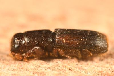 <i>Platypus cylindrus</i>