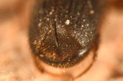 <i>Platypus cylindrus</i>