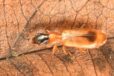 <i>Demetrias monostigma</i>