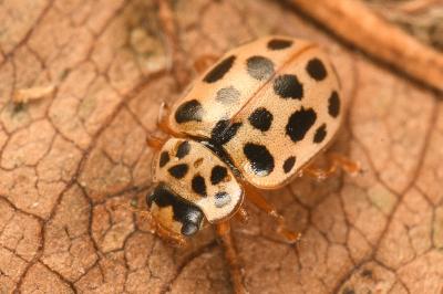 <i>Anisosticta novemdecimpunctata</i>