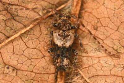 <i>Pogonocherus hispidus</i>