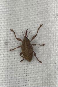 <i>Curculio elephas</i>