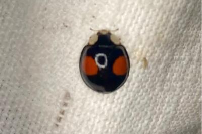 <i>Harmonia axyridis</i>