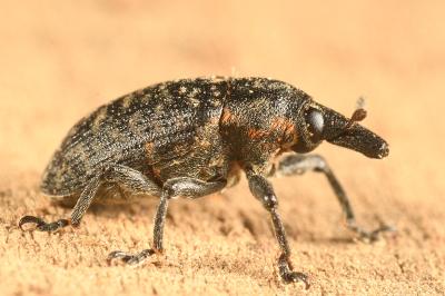 <i>Larinus turbinatus</i>
