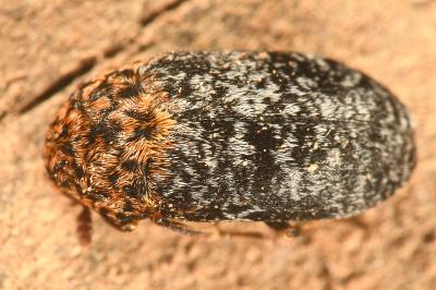 <i>Dermestes undulatus</i>