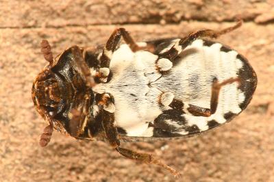 <i>Dermestes undulatus</i>