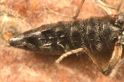 <i>Stenus bimaculatus</i>