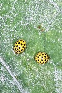 <i>Psyllobora vigintiduopunctata</i>