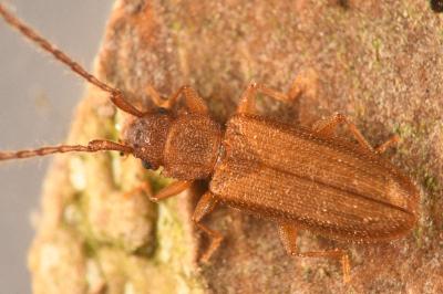 <i>Uleiota planatus</i>