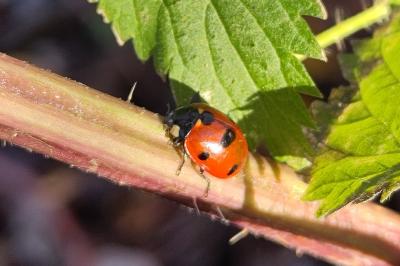 <i>Coccinella septempunctata</i>