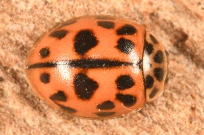 <i>Oenopia conglobata</i>