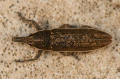 <i>Lixus juncii</i>