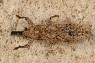 <i>Lixus juncii</i>