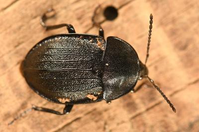 <i>Phosphuga atrata</i>
