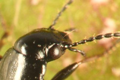 <i>Amblystomus niger</i>