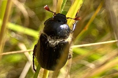 <i>Amphimallon atrum</i>