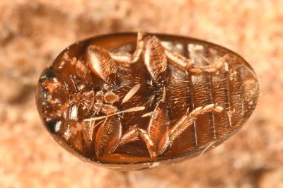 <i>Olibrus corticalis</i>