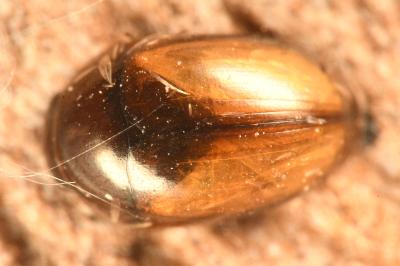 <i>Olibrus corticalis</i>