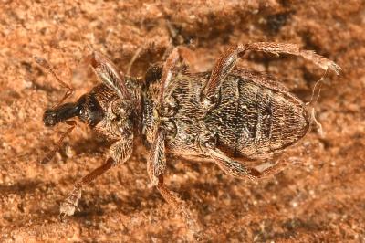 <i>Hypera venusta</i>