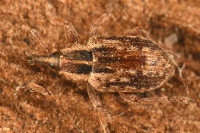 <i>Hypera venusta</i>