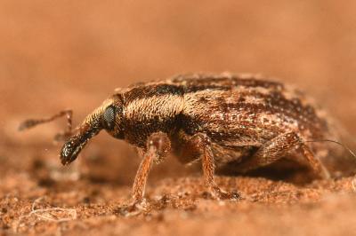 <i>Hypera venusta</i>